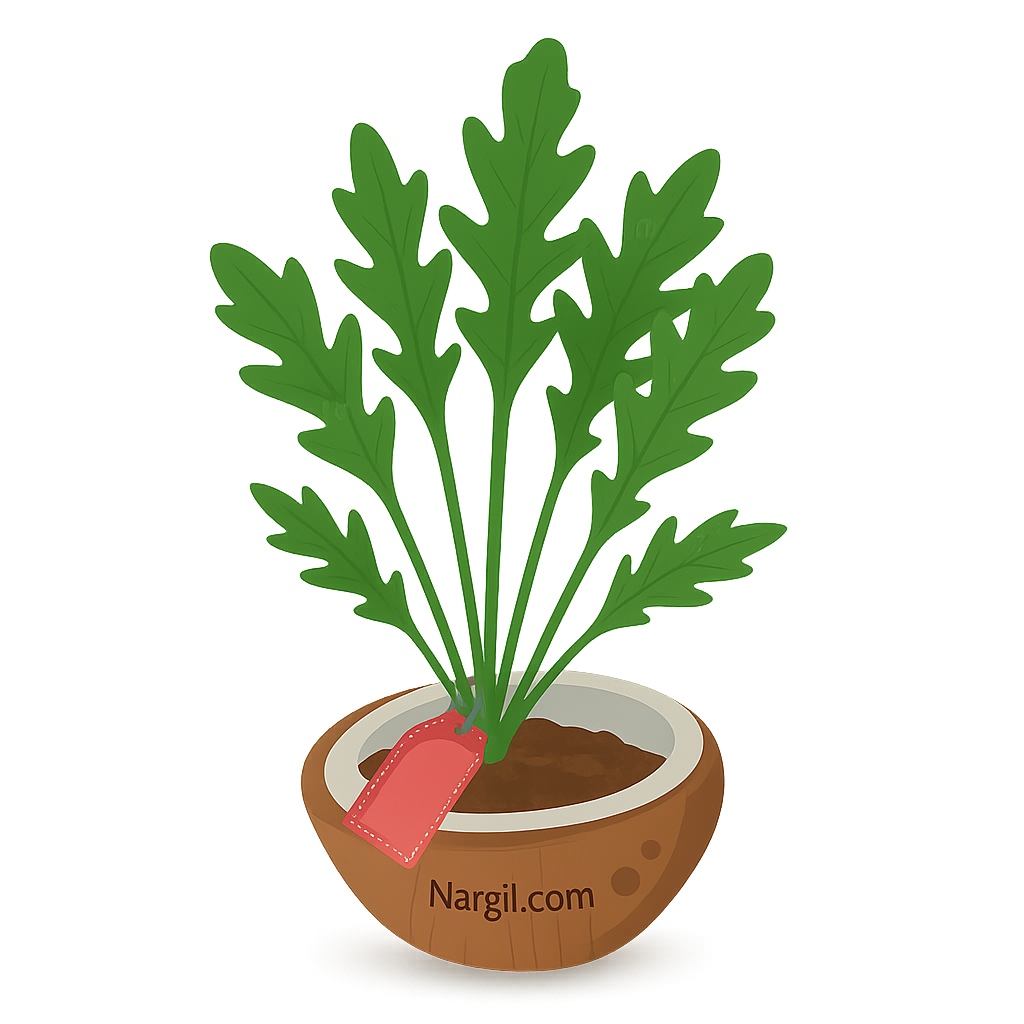  Nargil - Salad rocket